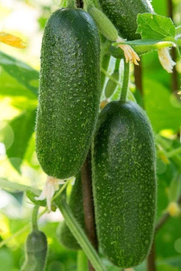 7 Refreshing Health Benefits of Cucumbers You’ll Love