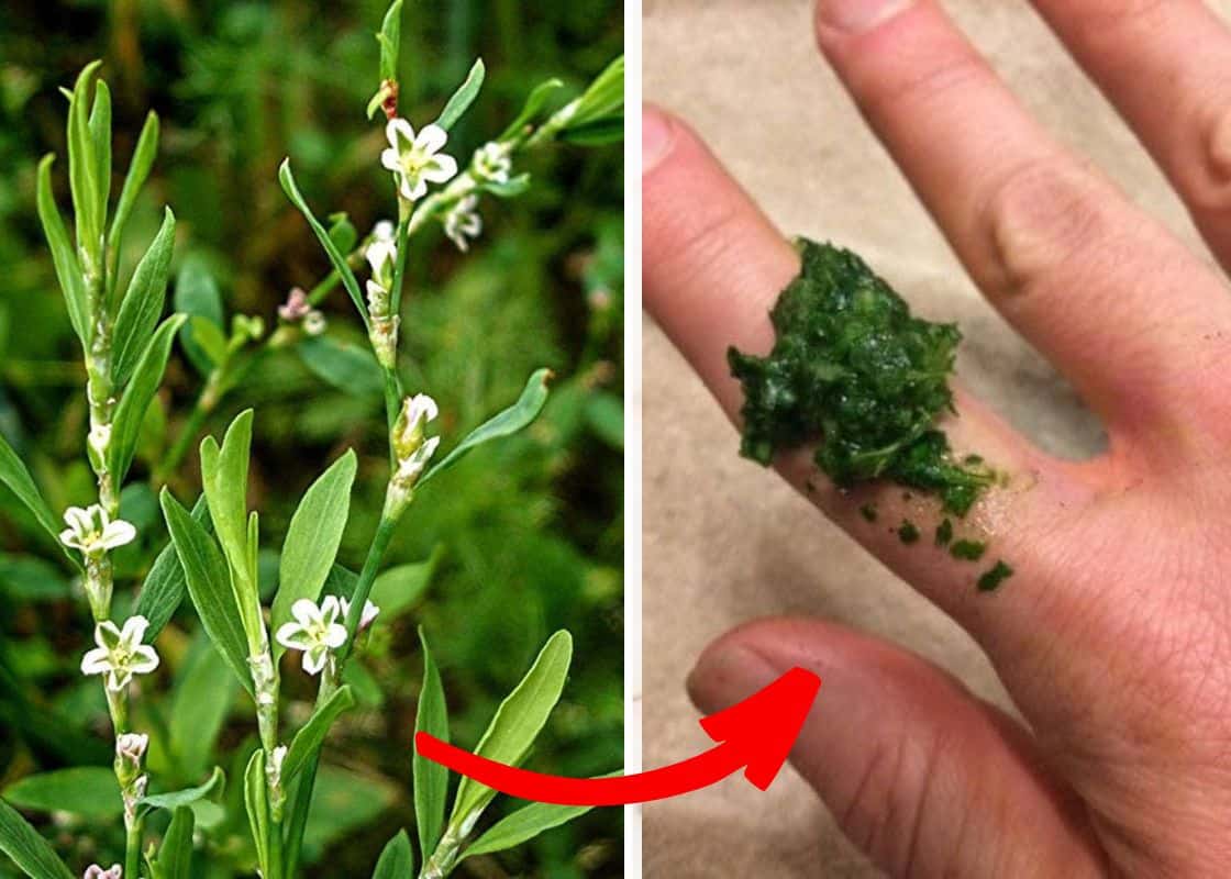 Is Knotgrass a Hidden Superfood or a Risky Weed?