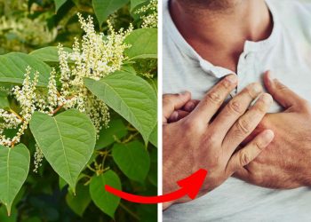 8 Ways Knotweed Supports Your Body Naturally