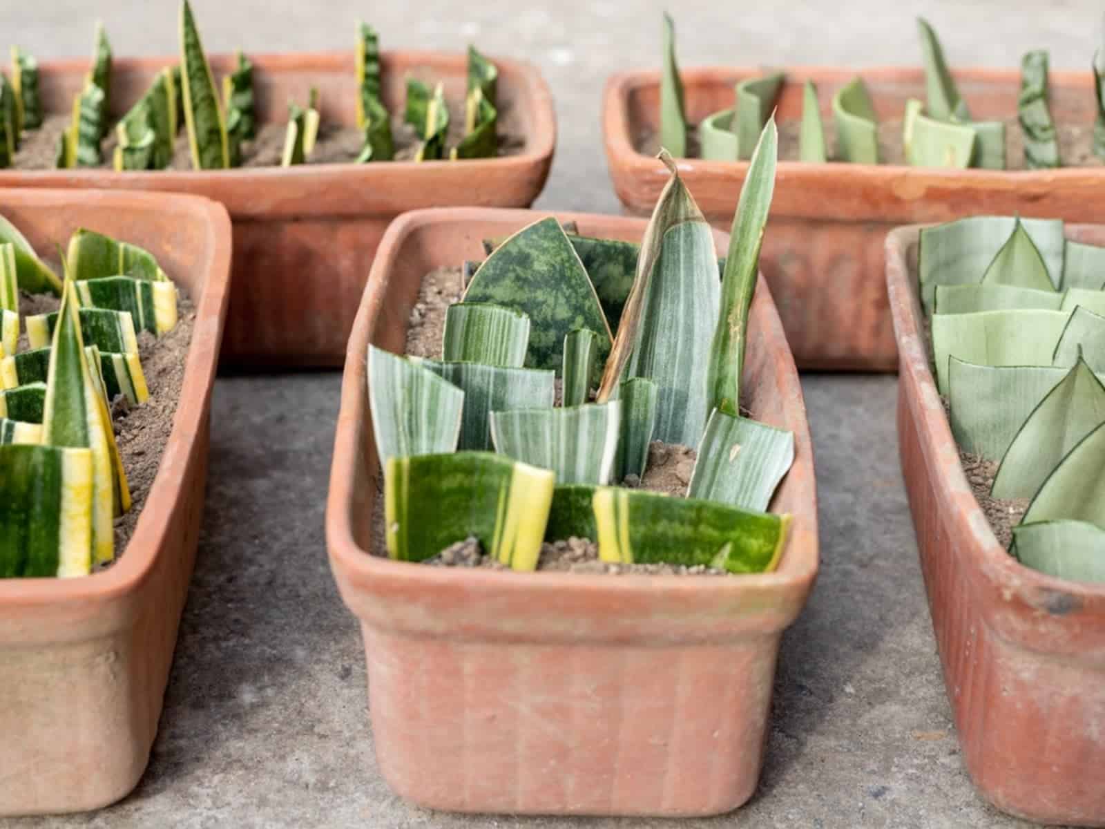 Complete Guide to 3 Simple Ways to Propagate Sansevieria Successfully