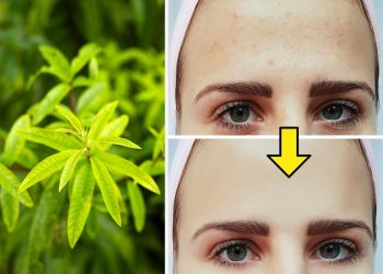 8 Remarkable Health Benefits of Lemon Verbena You’ll Love