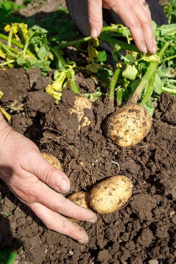 The Full Guide to Cutting and Planting Potatoes for a Bigger, Healthier Harvest