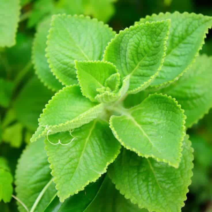 3 Powerful Ways Thick Leaf Mint Can Soothe Your Cough Naturally