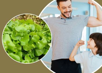 Miner’s Lettuce: The Overlooked Superfood You Need in Your Diet