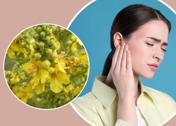 The 8 Surprising Health Benefits of Mullein You Need to Know