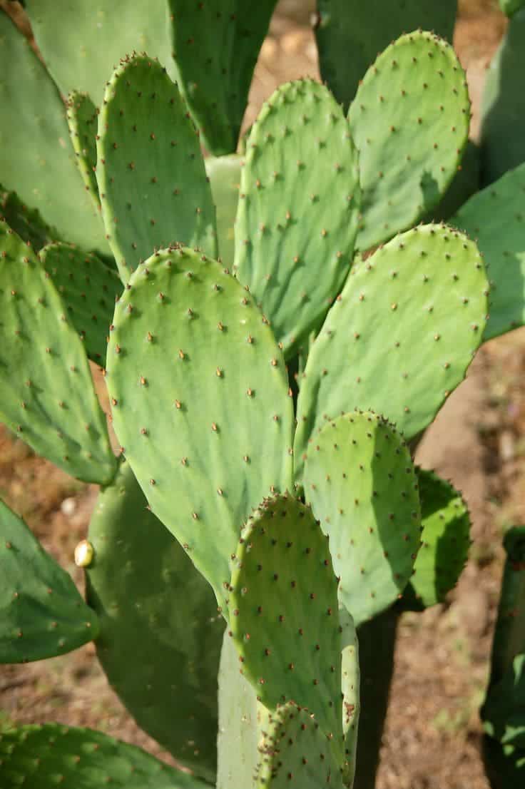 9 Amazing Health Benefits of Nopal Cactus You Need to Know