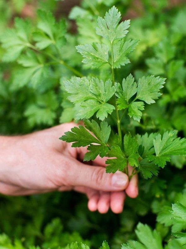 Can Parsley Truly Erase Wrinkles? Discover Its Surprising Anti-Aging and Health Benefits!