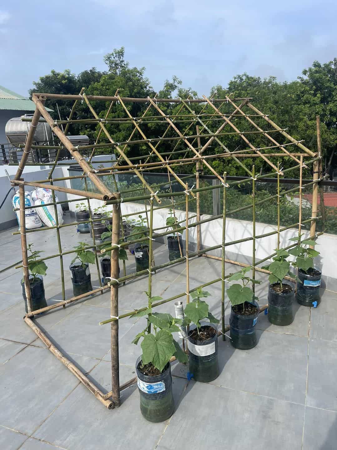 DIY Guide to Building a Bamboo Trellis for Cucumber Plants