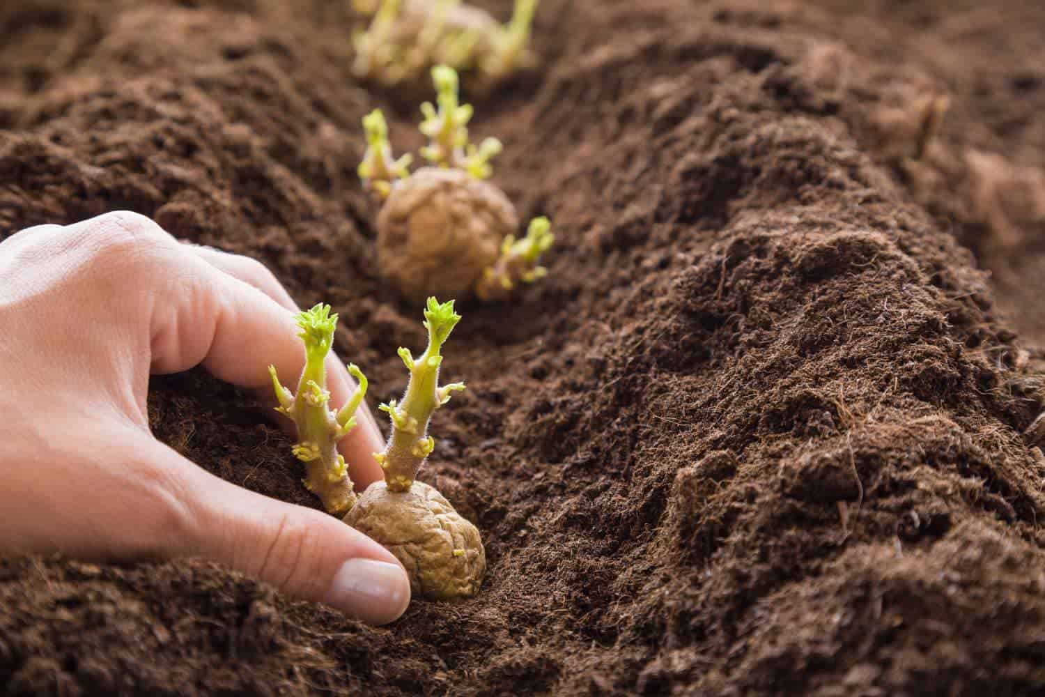 The Full Guide to Cutting and Planting Potatoes for a Bigger, Healthier Harvest