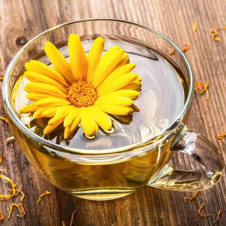 Top 10 Amazing Health Benefits of Calendula As The Garden’s Gift