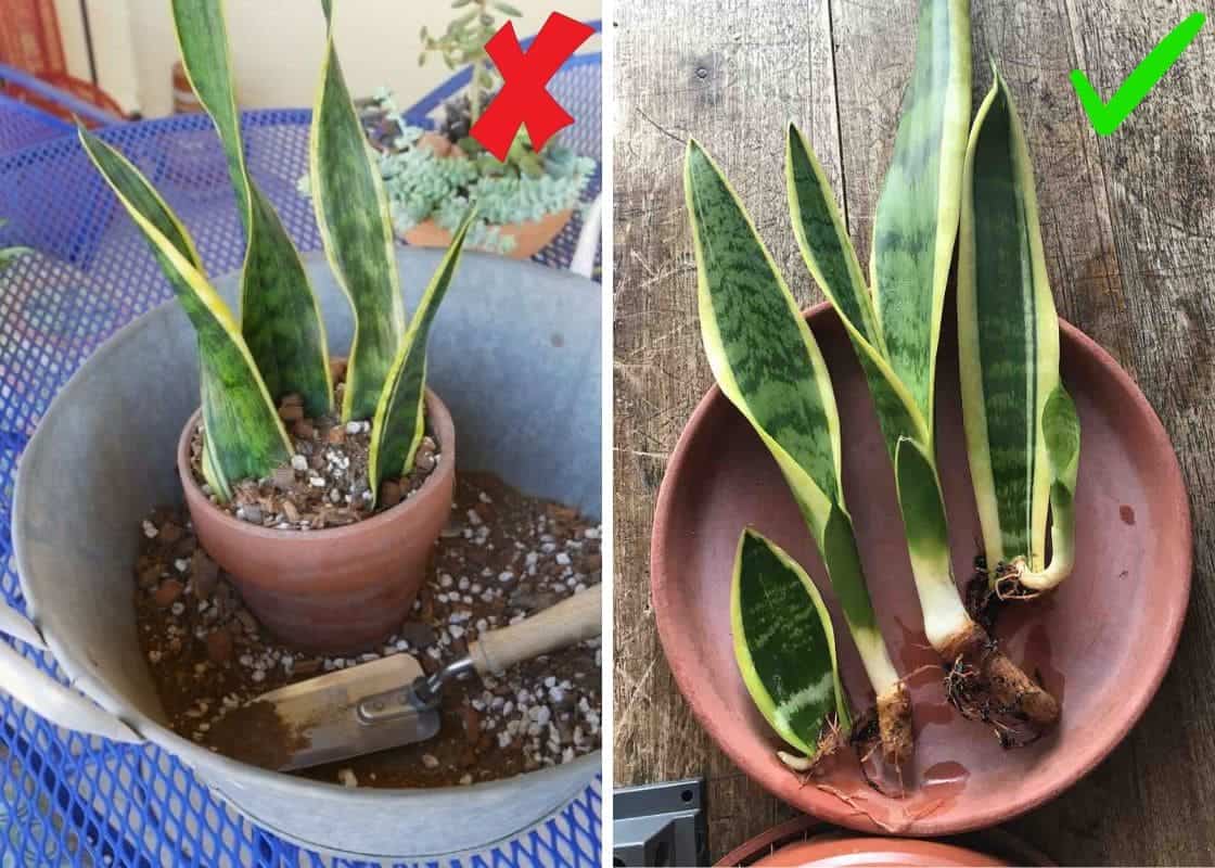 Complete Guide to 3 Simple Ways to Propagate Sansevieria Successfully