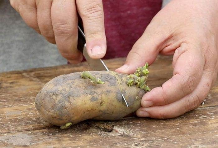 The Full Guide to Cutting and Planting Potatoes for a Bigger, Healthier Harvest