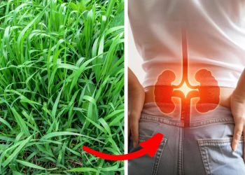 8 Surprising Healing Potentials of Quackgrass You Might Overlook