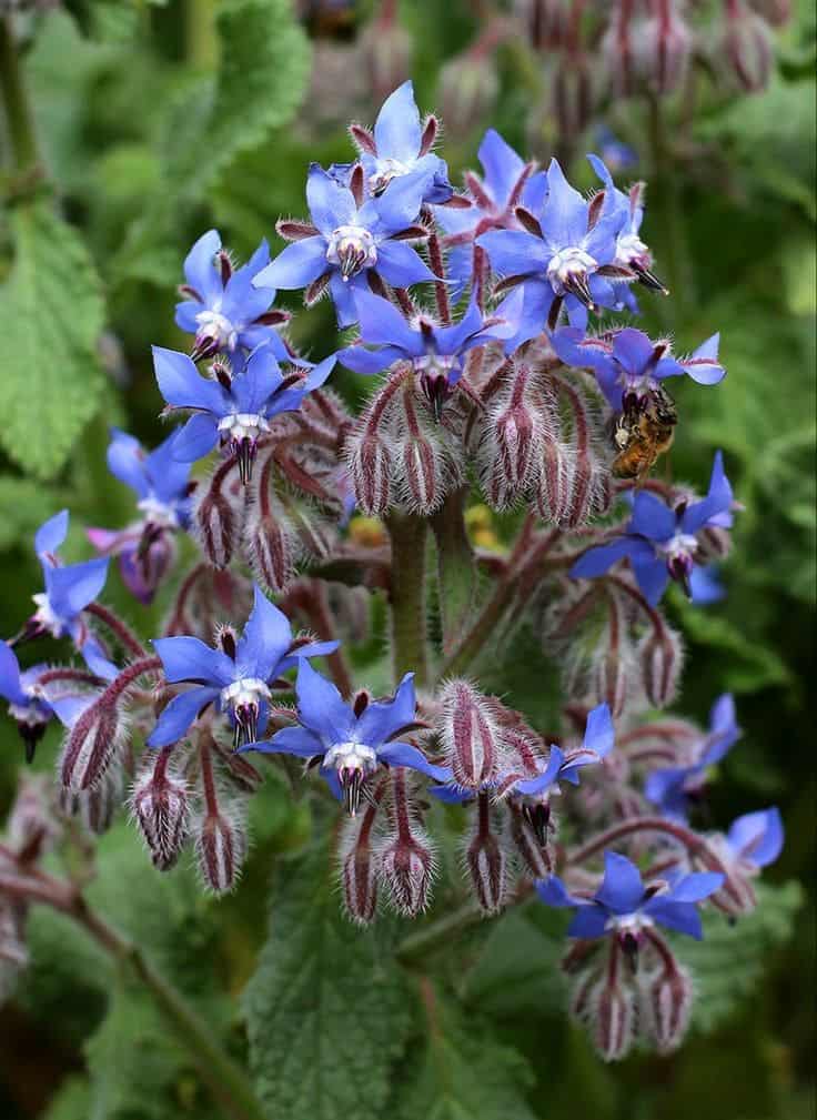 Borage: A Nature’s Versatile Herb With 9 Health Benefits