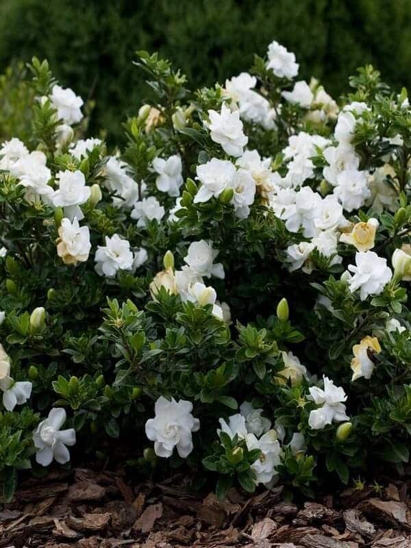 Top 9 Reasons Why Gardenia Is Truly Hidden Gem in Your Garden