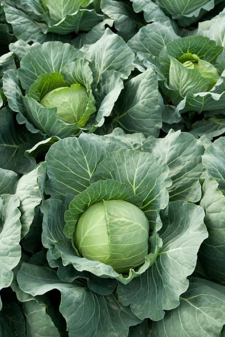 Top 7 Health Benefits of Cabbage Leaves For Skin, Heart And More