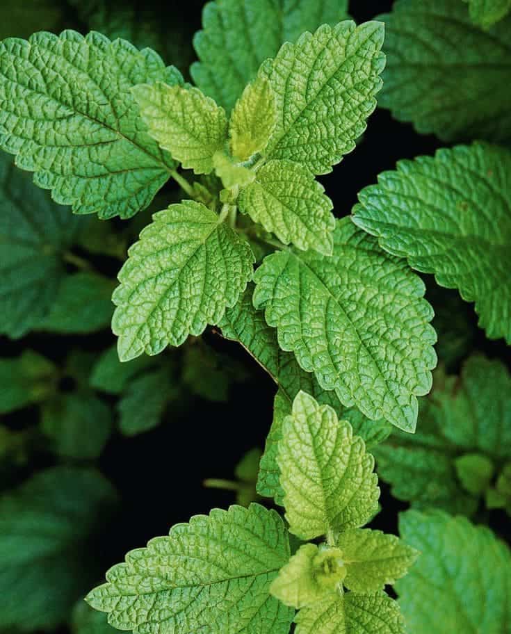 Top 9 Health Benefits of Lemon Balm And Effective Ways to Use It