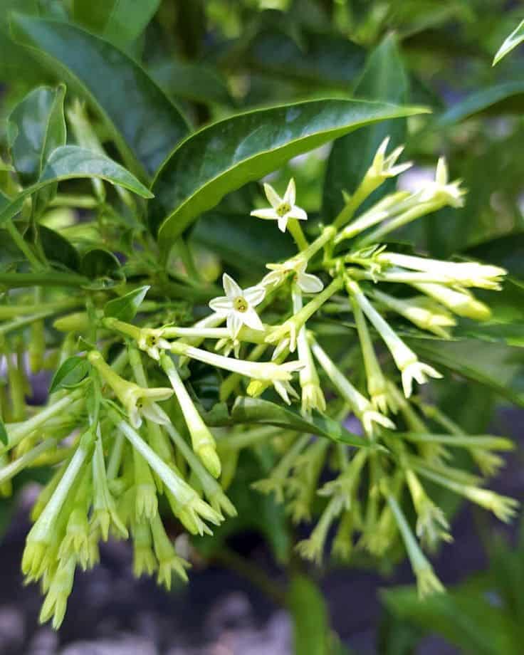 Discover Top 8 Amazing Health Benefits of Night Jasmine