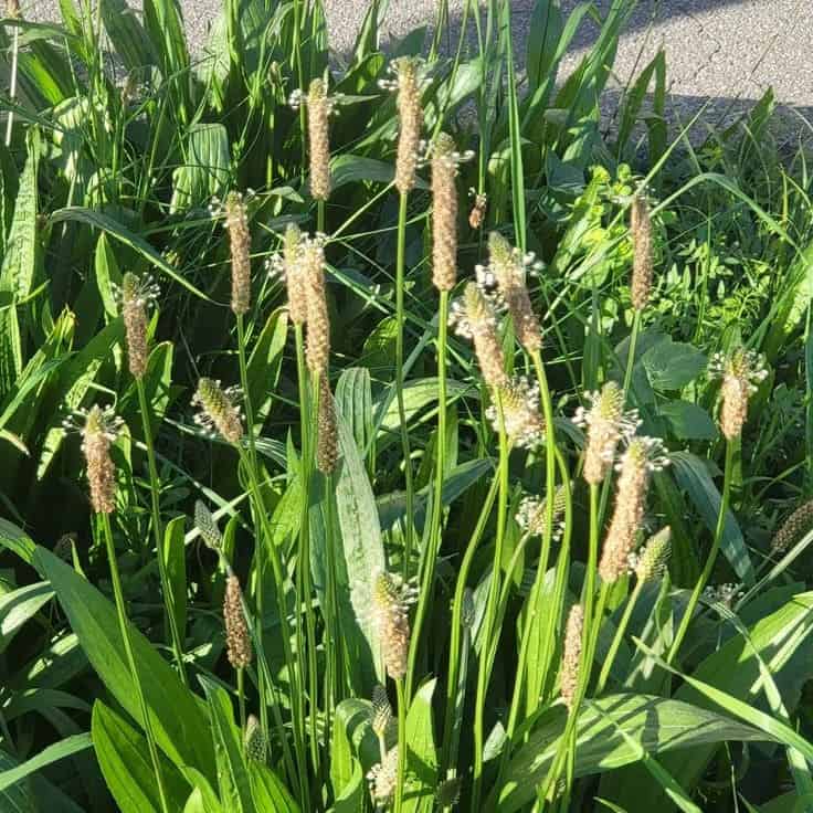 Top 7 Remarkable Health Benefits of Ribwort Plantain