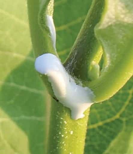 Can Milkweed Be Used to Treat Diarrhea? Exploring Its Potential Benefits