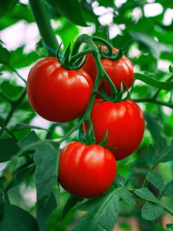 8 Reasons Why Tomatoes Should Be in Every Meal You Eat