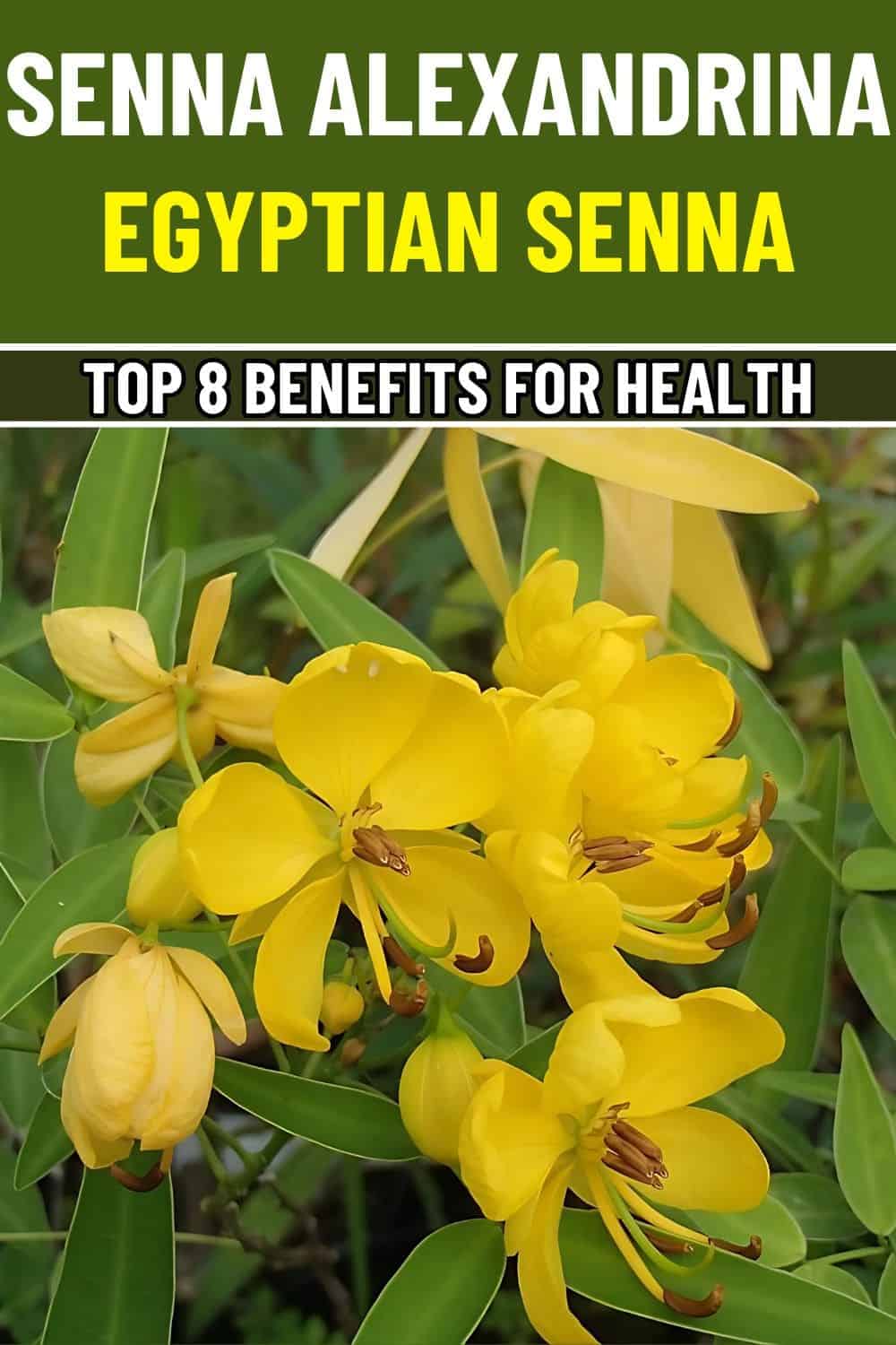 Is Senna Alexandrina the Digestive Boost You’ve Been Searching For?