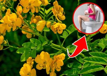 Is Senna Alexandrina the Digestive Boost You’ve Been Searching For?
