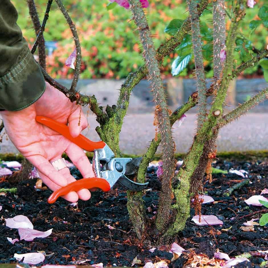 A Step-by-Step Guide to Pruning Rose Bushes: When and How to Do It Right