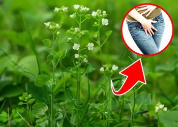 The Amazing Health Benefits of Shepherd’s Purse You’ll Want to Try