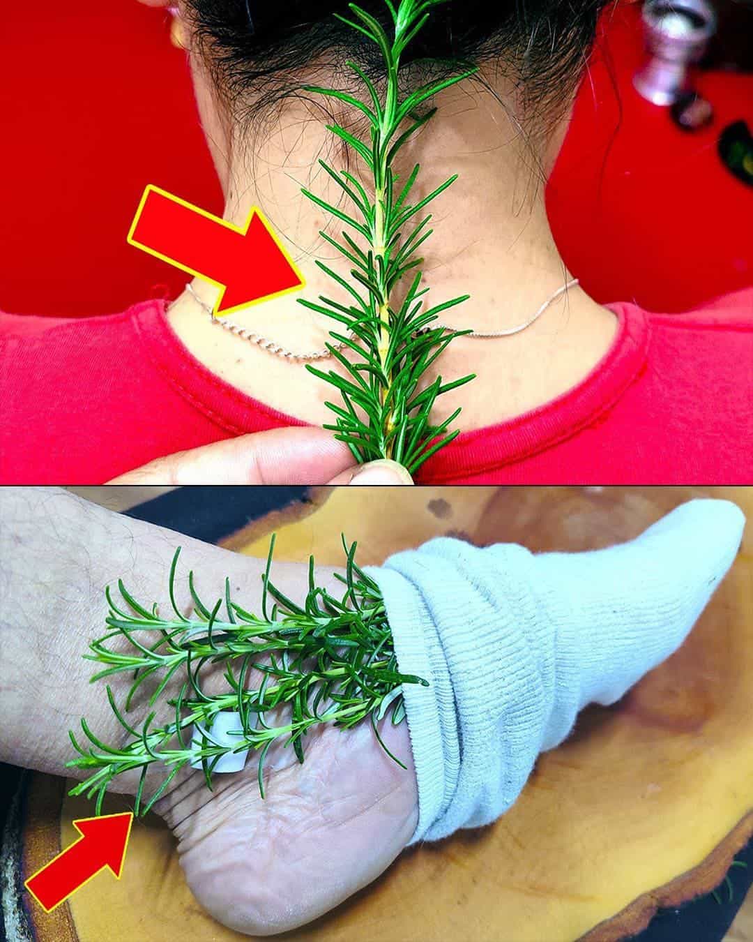 7 Powerful Health Benefits of Rosemary to Boost Your Well-Being