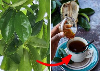 7 Life-Changing Health Benefits of Soursop Leaves You Need to Try