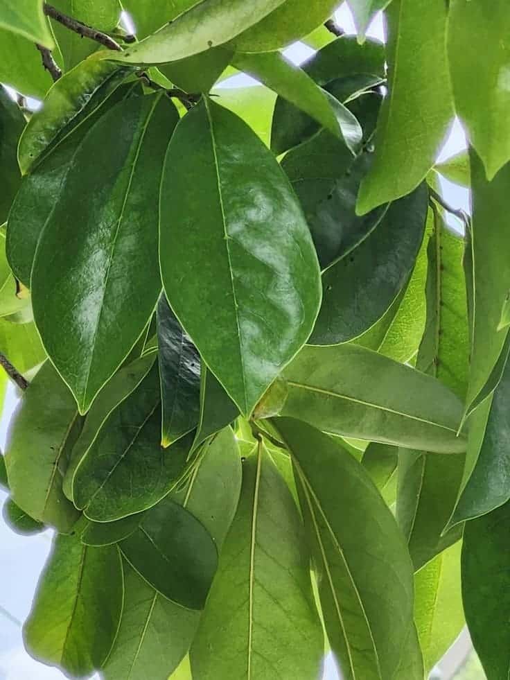 7 Life-Changing Health Benefits of Soursop Leaves You Need to Try