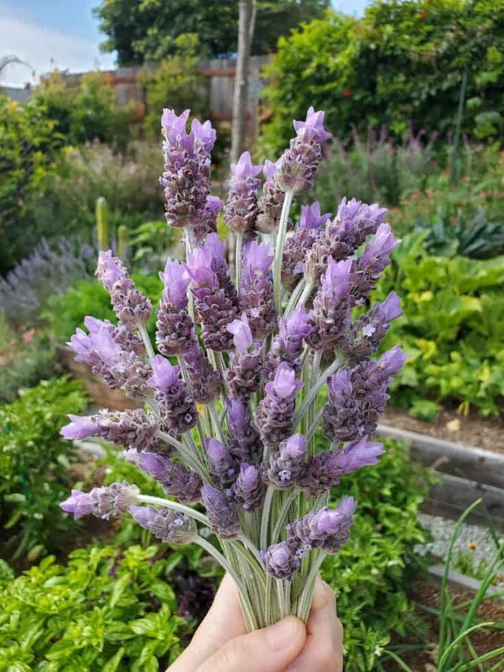 Top 6 Health Benefits of Lavender And How to Use It Safely