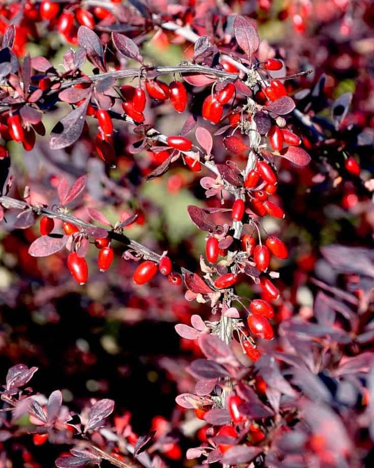 Top 8 Impressive Medical Uses of Barberry You Should Know