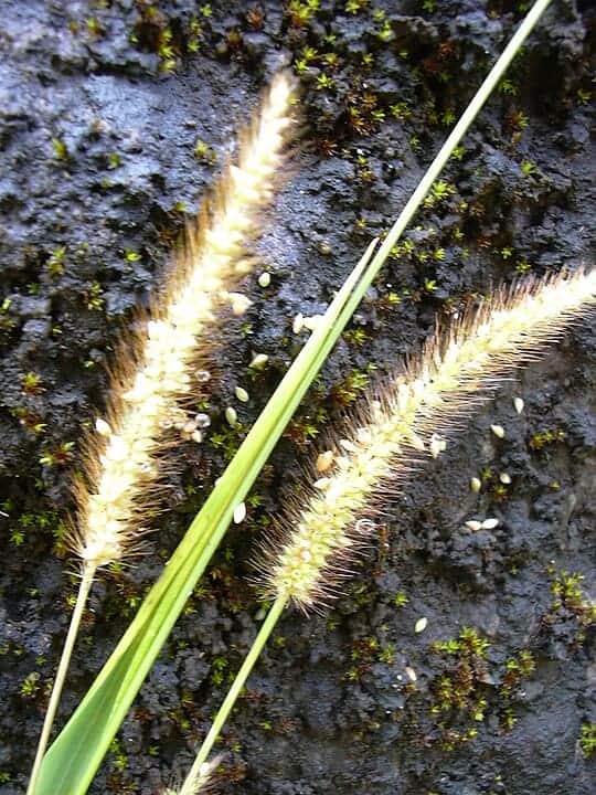 Do You Know Why Foxtail Grass Is a Hidden Health Gem?