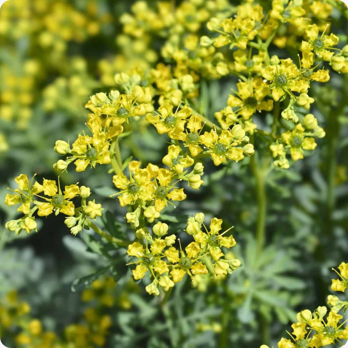 7 Amazing Health Benefits of Common Rue You’ll Wish You Knew Sooner