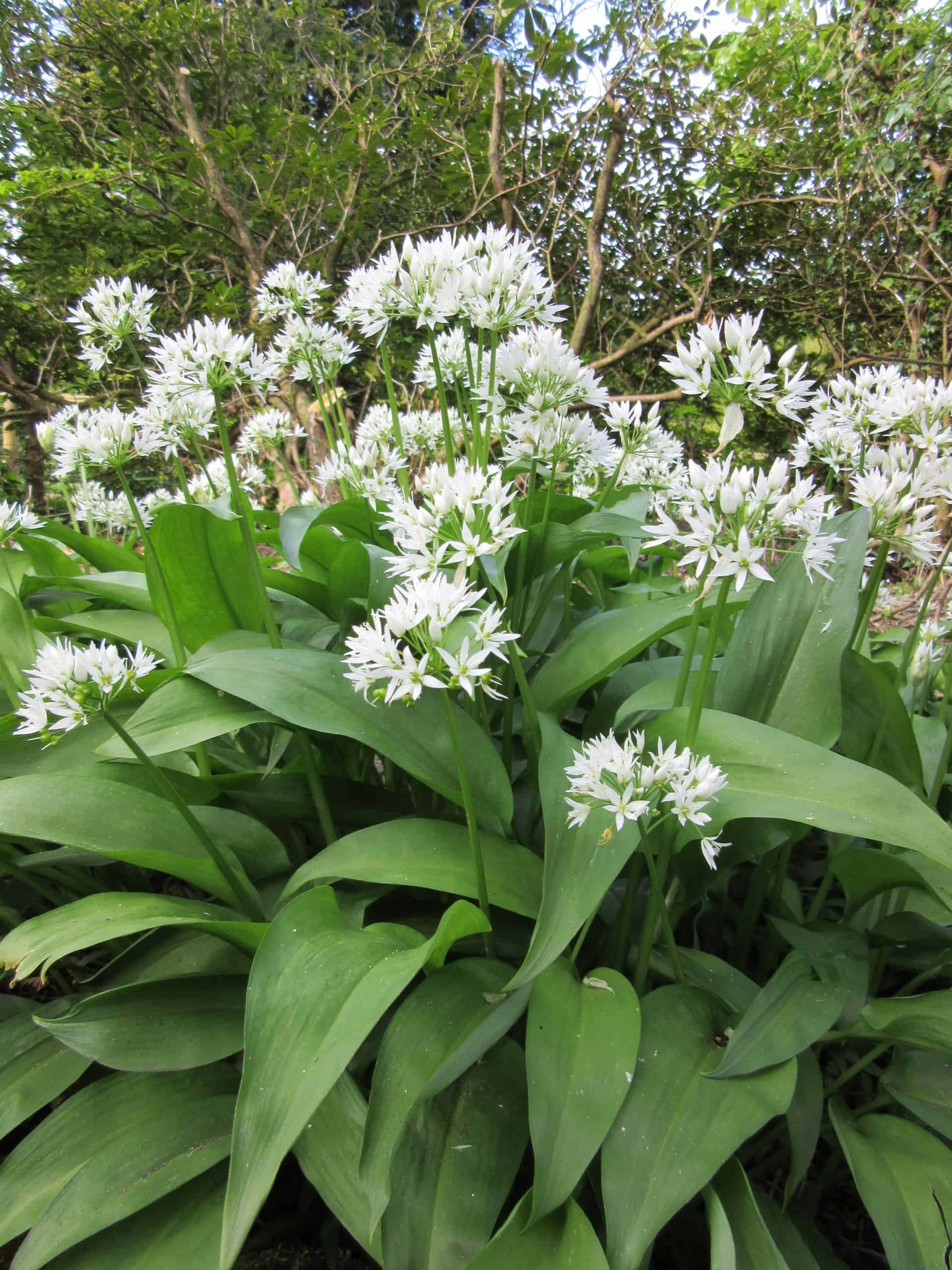 9 Amazing Health Benefits of Ramsons: Nature’s Wild Superfood