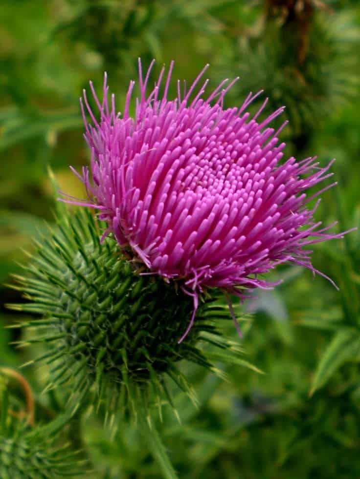 7 Surprising Health Benefits of Bull Thistle and How to Use It Safely