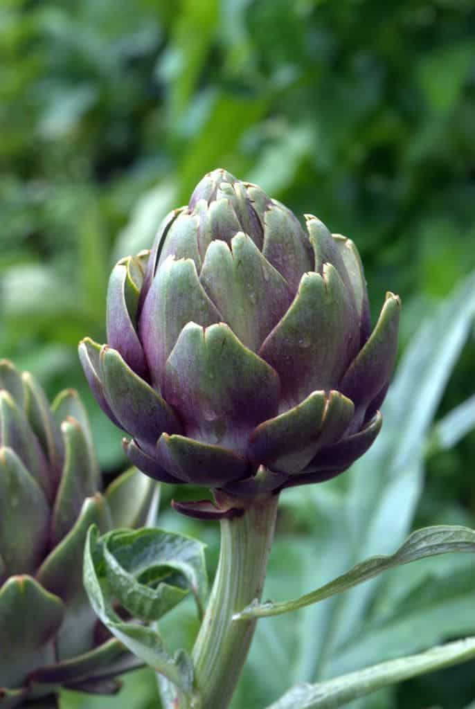 9 Remarkable Health Benefits of Artichoke You Should Not Overlook