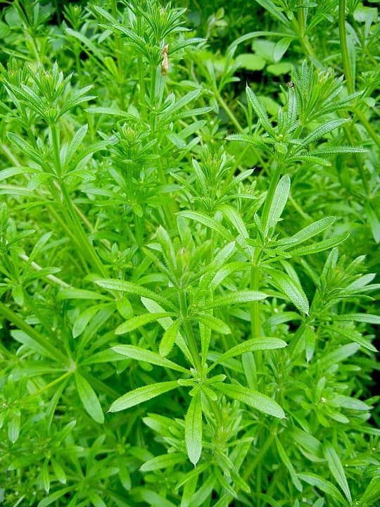 5 Surprising Ways Cleavers Can Boost Your Health Naturally