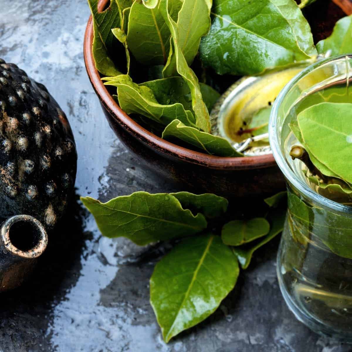 7 Life-Changing Health Benefits of Soursop Leaves You Need to Try