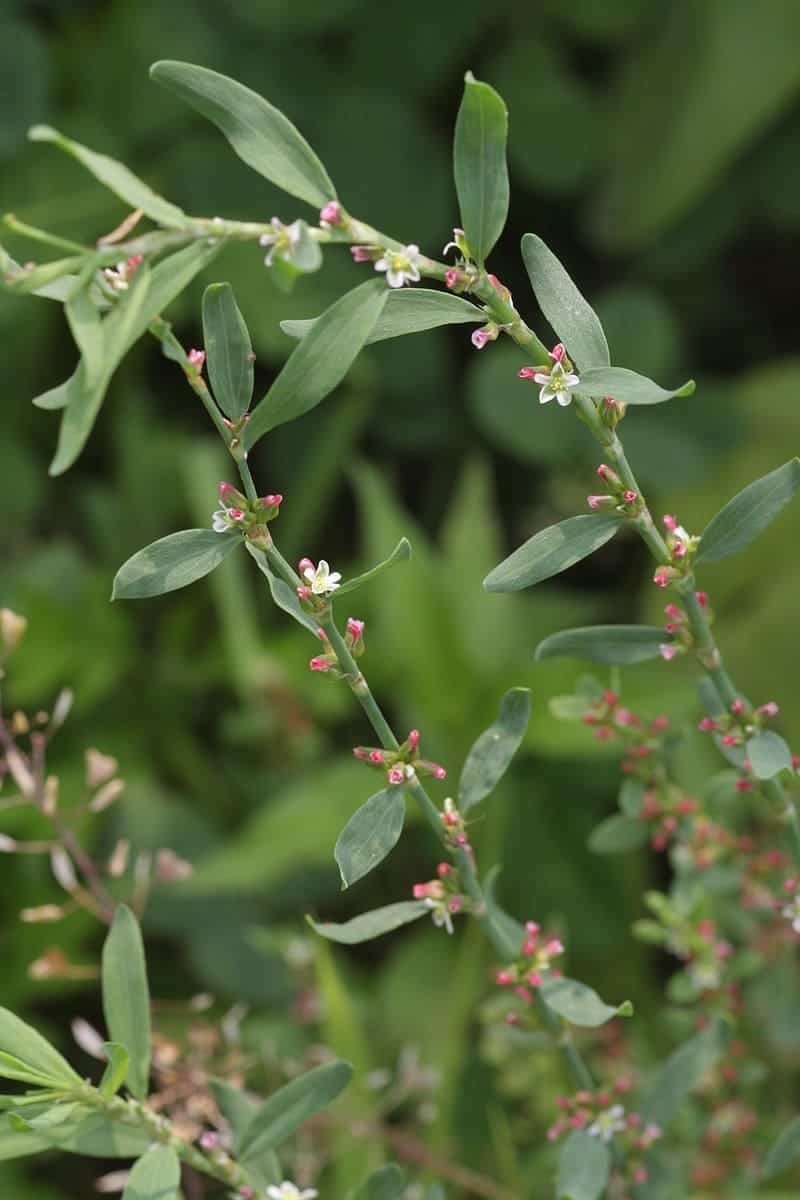 Is Knotgrass a Hidden Superfood or a Risky Weed?