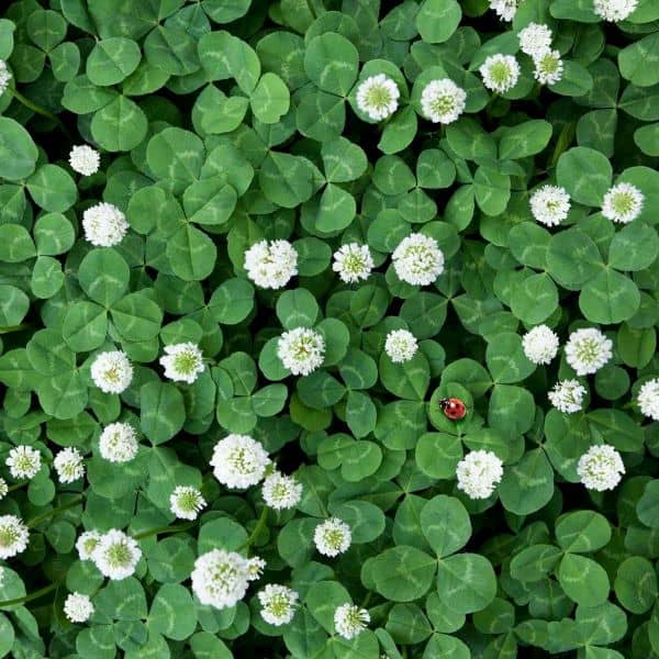 Is Clover the Secret to Better Health? Discover Its 8 Surprising Benefits