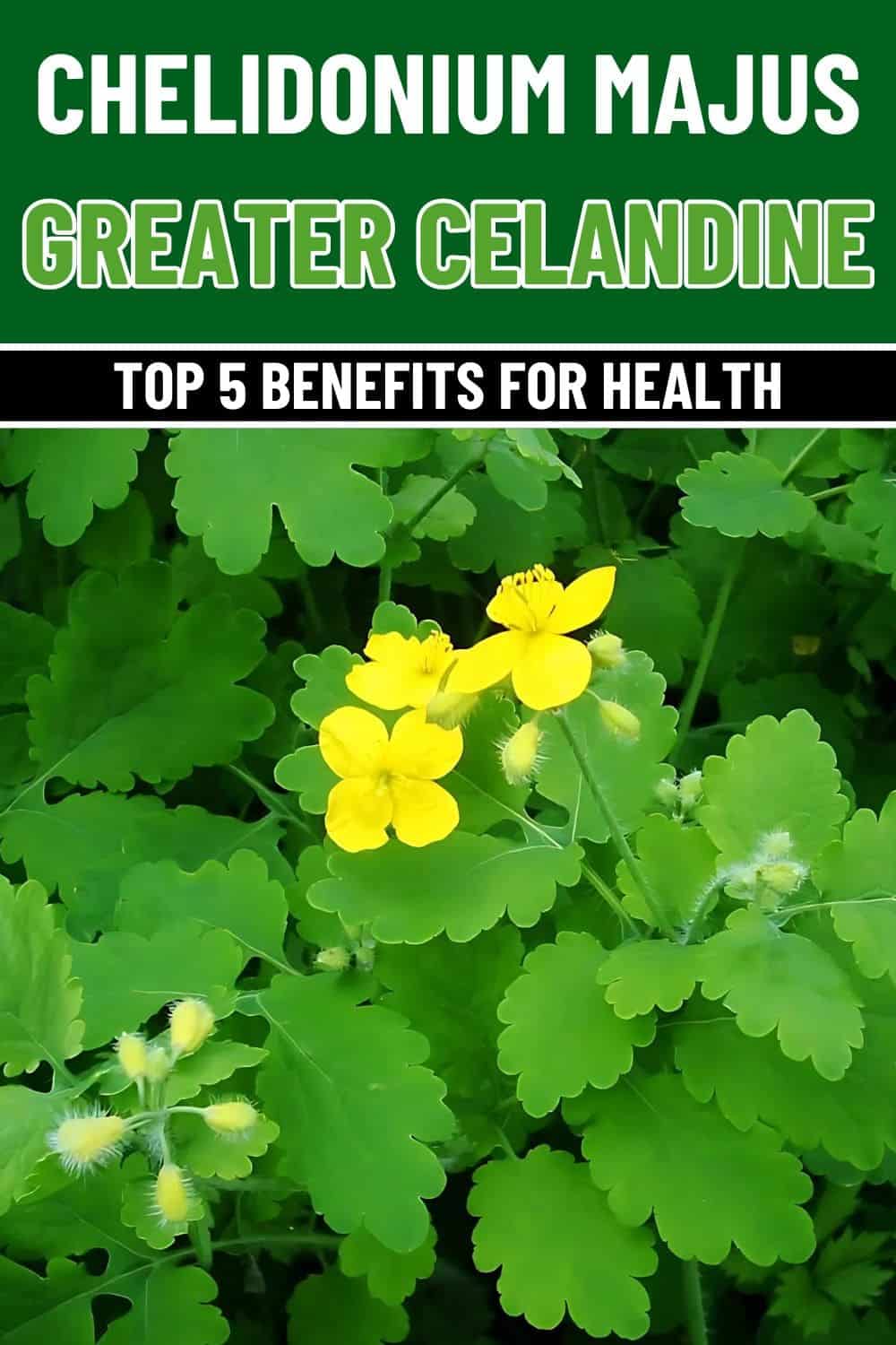 The 5 Most Outstanding Health Benefits of Chelidonium Majus