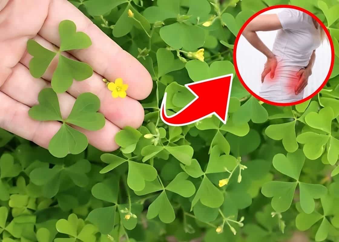 Top 5 Remarkable Health Benefits of Wood Sorrel