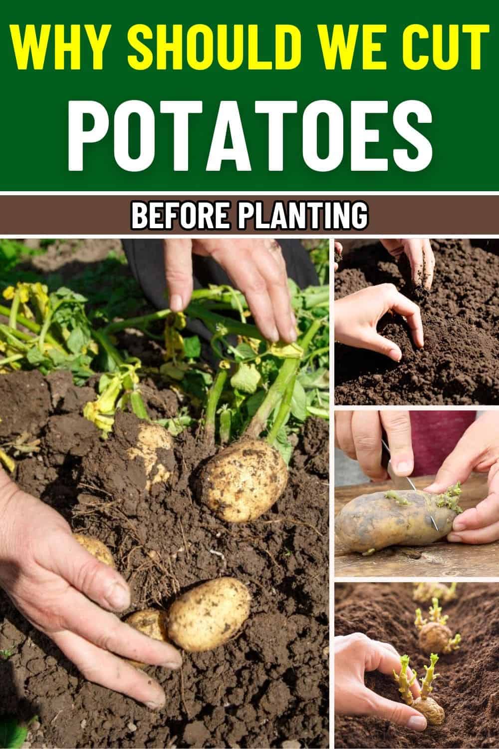 The Full Guide to Cutting and Planting Potatoes for a Bigger, Healthier Harvest