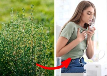 7 Health Benefits of Thyme That Will Surprise You