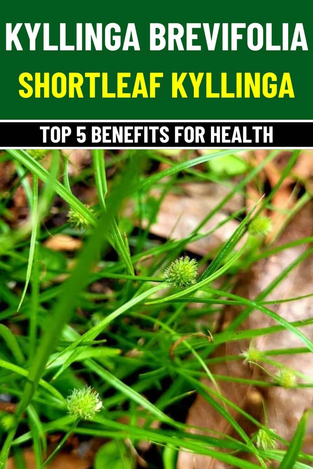 Top 5 Outstanding Health Benefits of Kyllinga Brevifolia