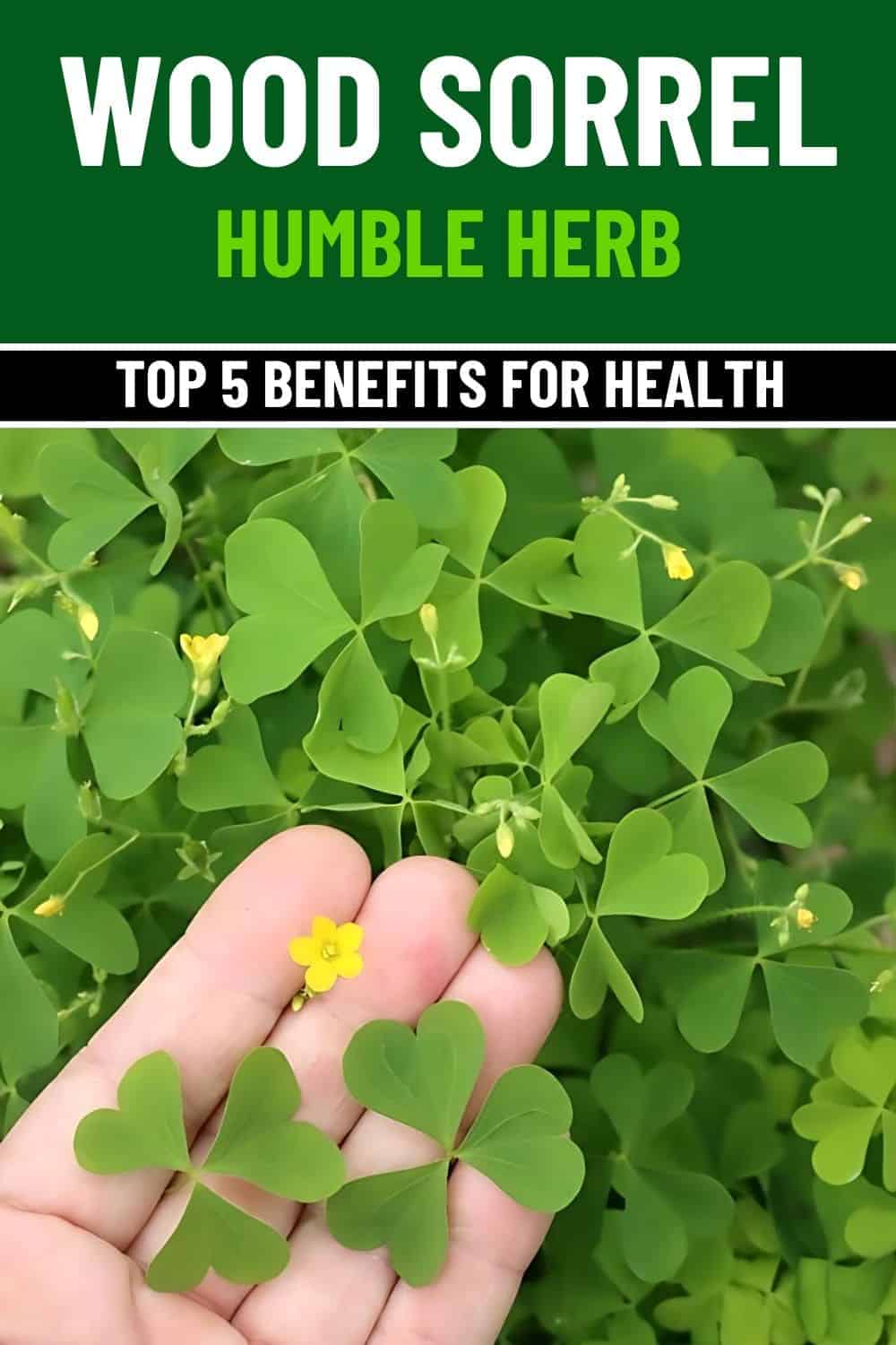 Top 5 Remarkable Health Benefits of Wood Sorrel