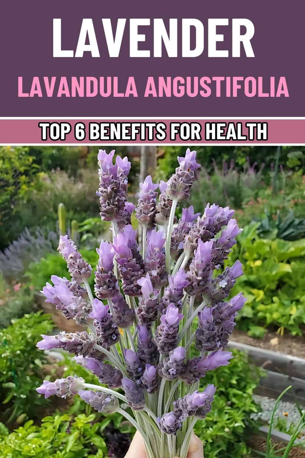 Top 6 Health Benefits of Lavender And How to Use It Safely